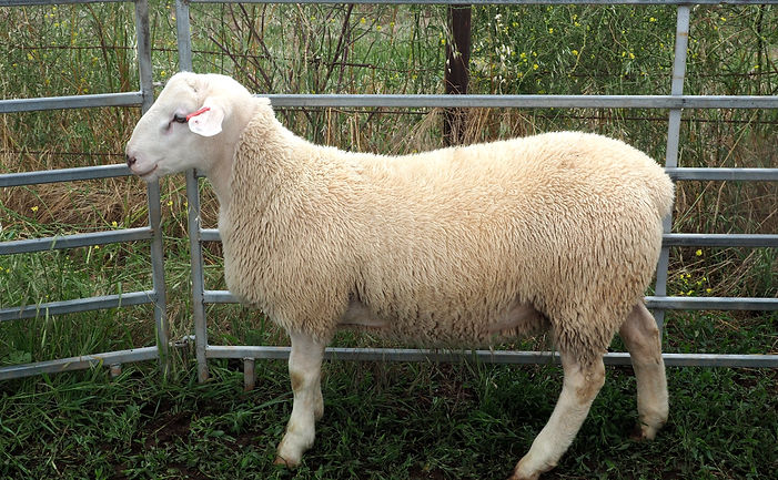 Strathfield Rams White Suffolks
