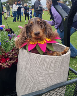 Smokin heights pet dog