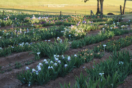 Smokin heights bearded iris farm