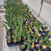 Smokin heights bearded iris farm