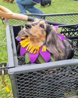 Smokin heights pet dog