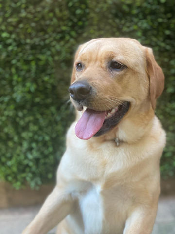 Pawsum Dog Grooming Sydney