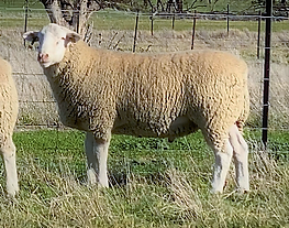 Strathfield Rams White Suffolks