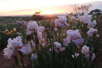 Smokin heights bearded iris farm