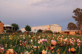 Smokin heights bearded iris farm