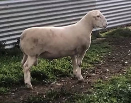 Strathfield Rams White Suffolks