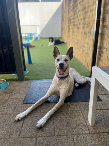 Pawsum Dog Grooming Sydney