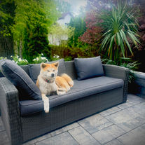 Akita to pełnoprawny członek rodziny:)