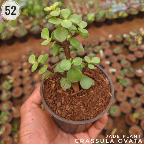 Thumbnail: 52)	Crassula ovata	Jade plant	(2"-3")