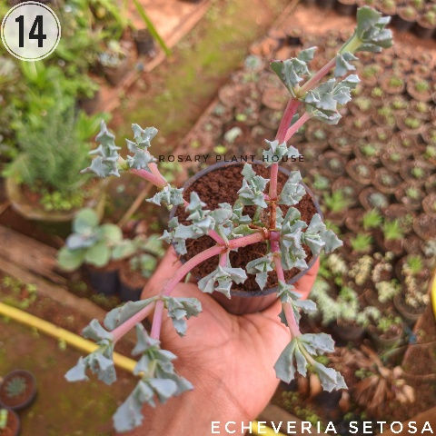 Thumbnail: 14)	Echeveria Setosa (2"-3")