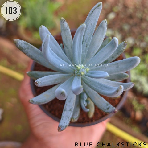 Thumbnail: 103	blue chalksticks	(2"-3")