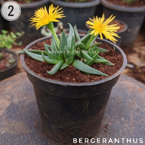 Thumbnail: 2)	Bergeranthus (2"-3")