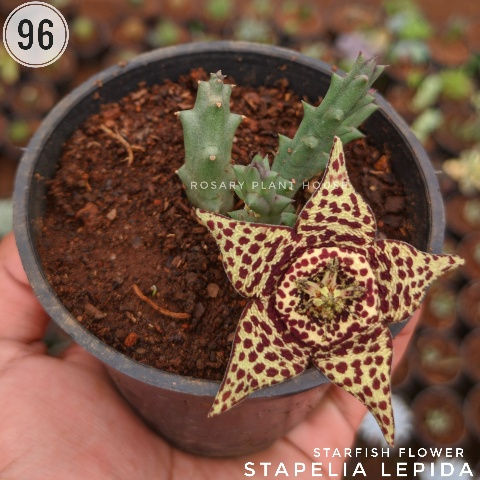 Thumbnail: 96	Stapelia Lepida