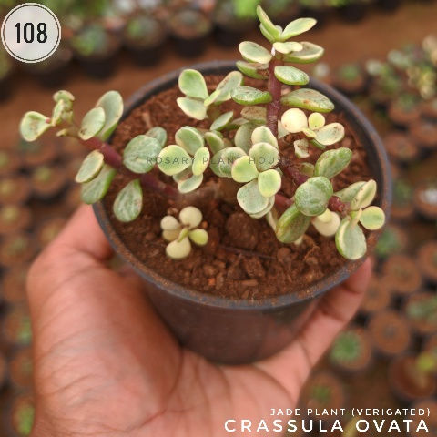 Thumbnail: 108)	Jade Plant (verigated)	(2"-3")