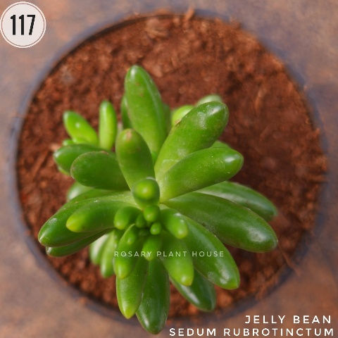 Thumbnail: 117) jelly bean (2"-3")