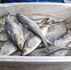 Hilsa fish in a market ice box