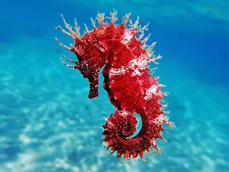 Heres a wacky fact about sea horses!