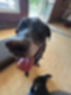 IMG_6785.jpeg