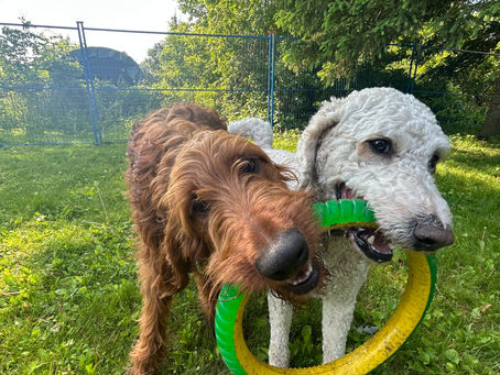 The Only Dog Toy List You’ll Ever Need