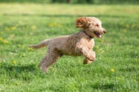 Happy dog running in a field at D's Doggy Daycare