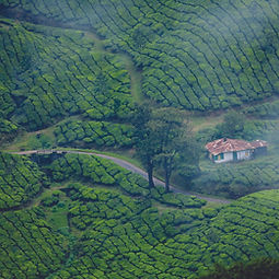 munnar-4769654_1280.jpg