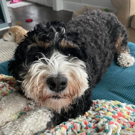 bernedoodle puppy