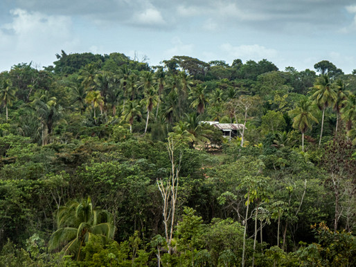 Dayton Photographer in the Jungle?