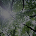 Sunlight Through Trees_edited_edited.jpg
