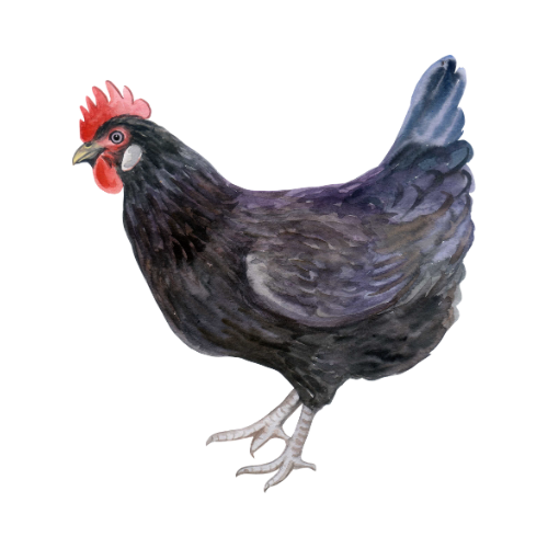 4.png