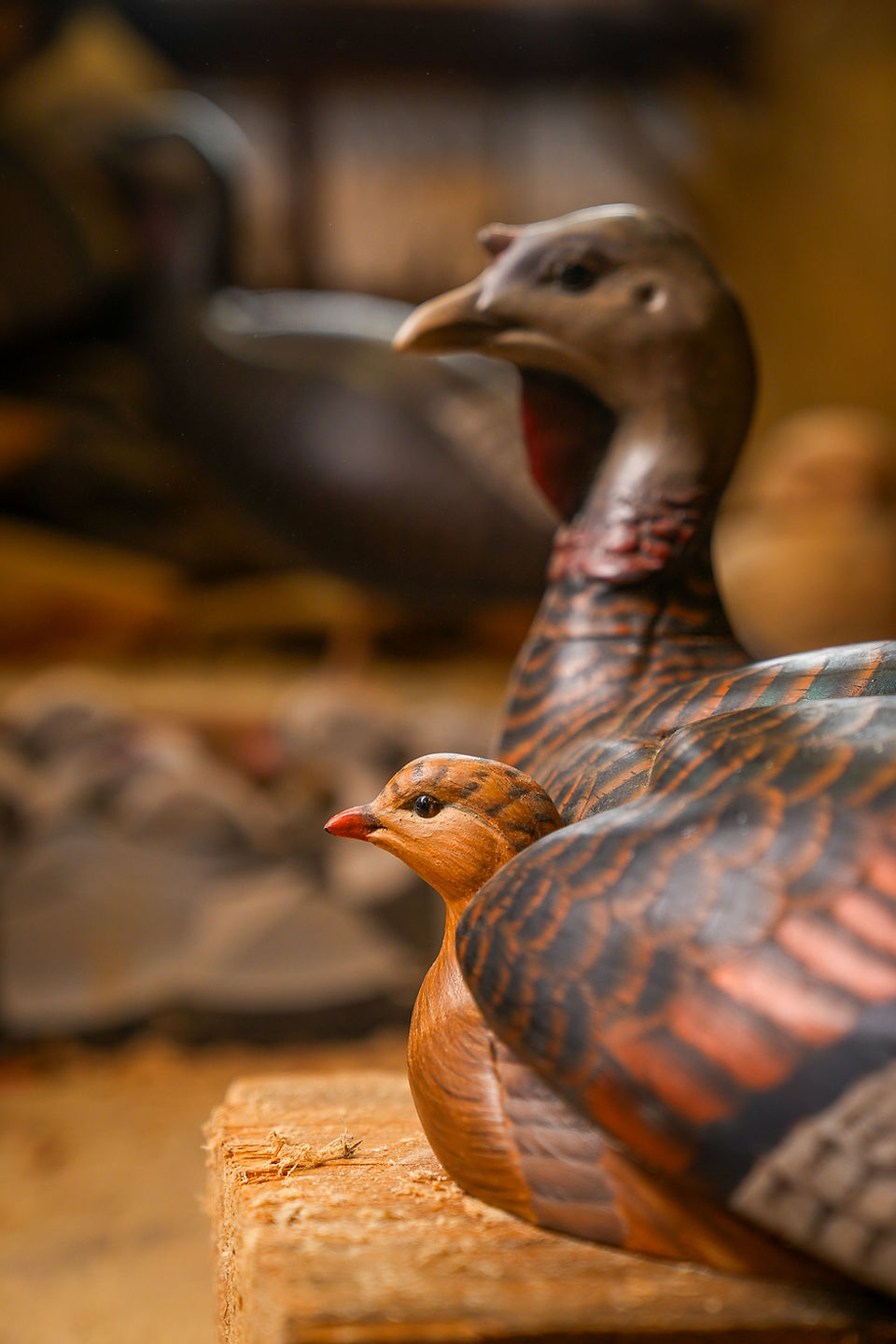 Hen turkey eider with chick. 