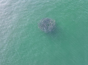 Striped bass swimming in a circle near Biddeford, Maine