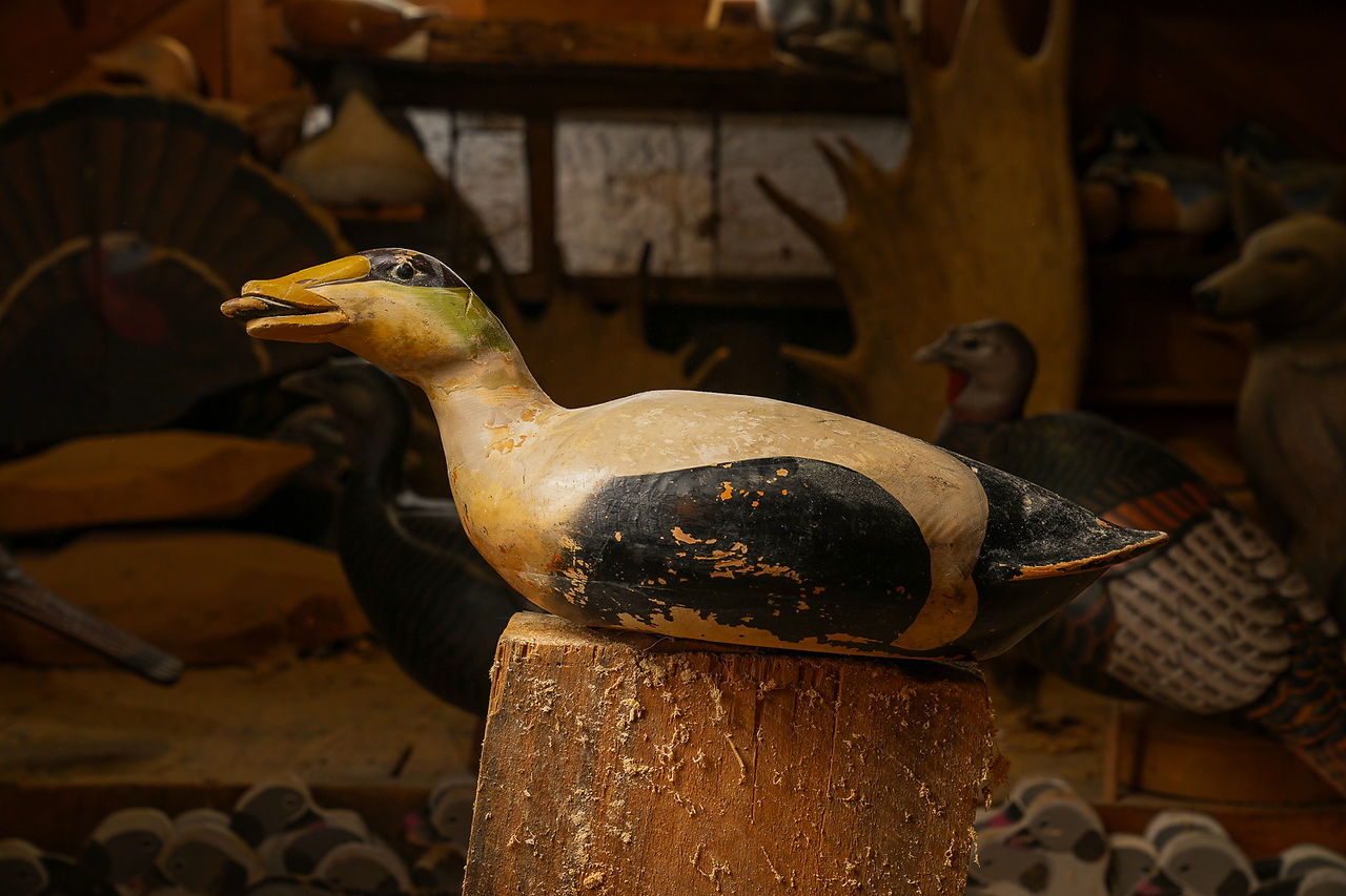 Drake eider duck made in 1989 that Steve used in his guide business. 