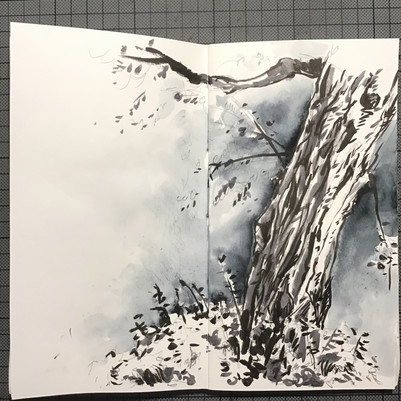 plein air on location tree sketch brush pen cologne bruno schulte