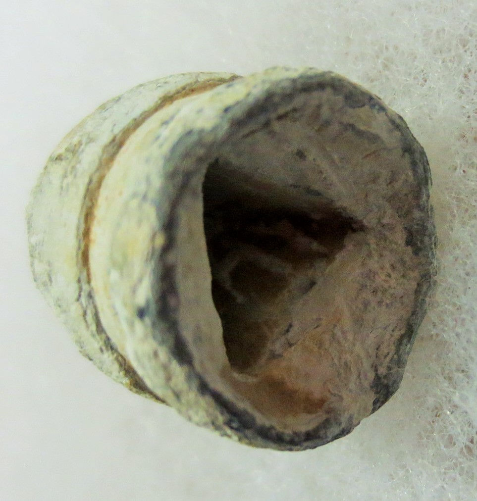 Thumbnail: Civil War French Triangle Base minie