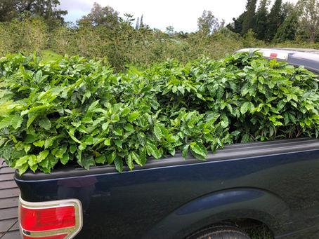 Planting New Trees - Enhancing Output