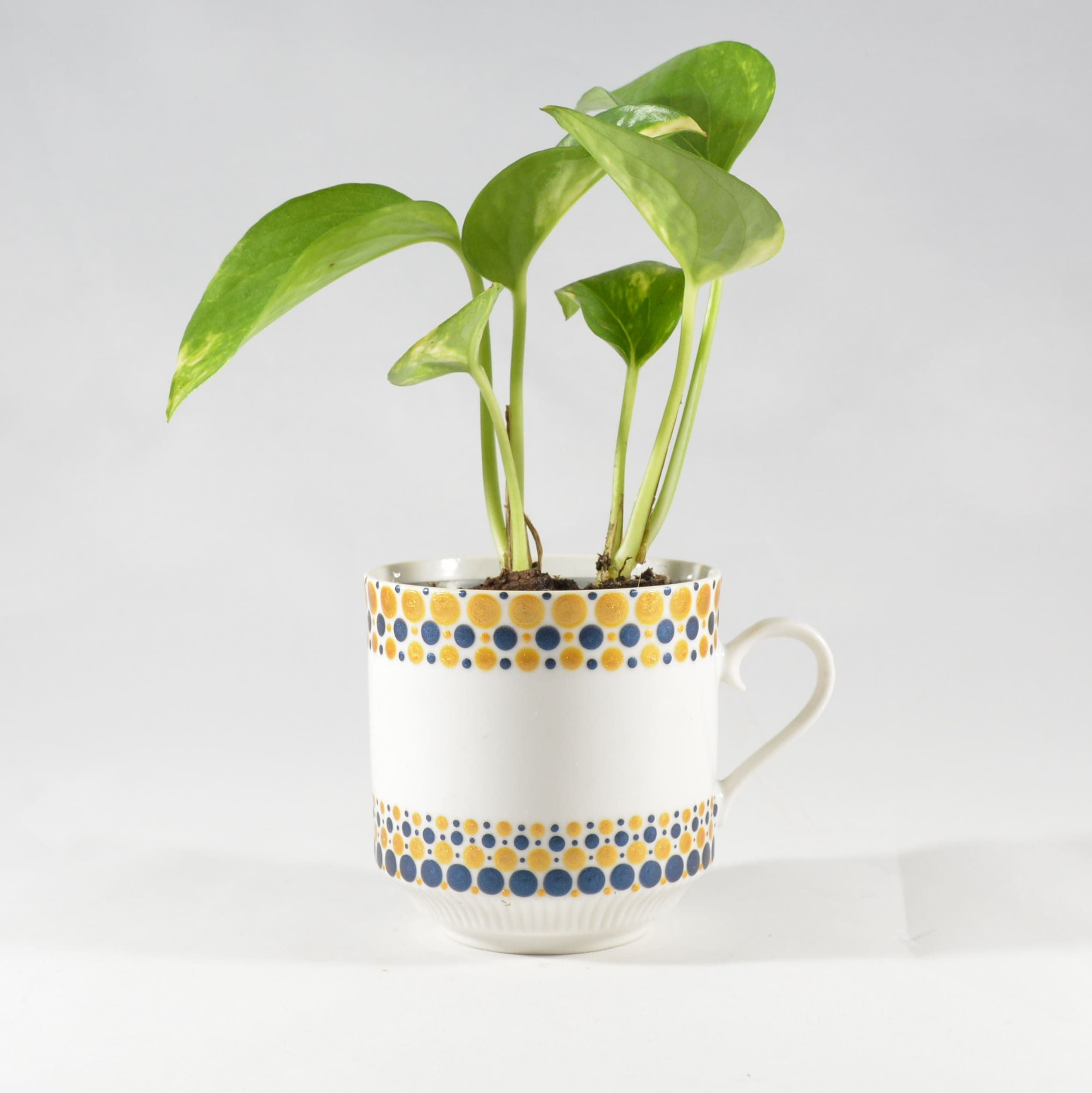 Bloemkopje 'Met een gouden randje'