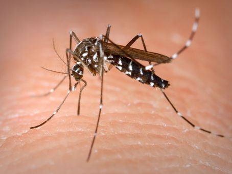 What types of mosquitoes carry West Nile Virus?