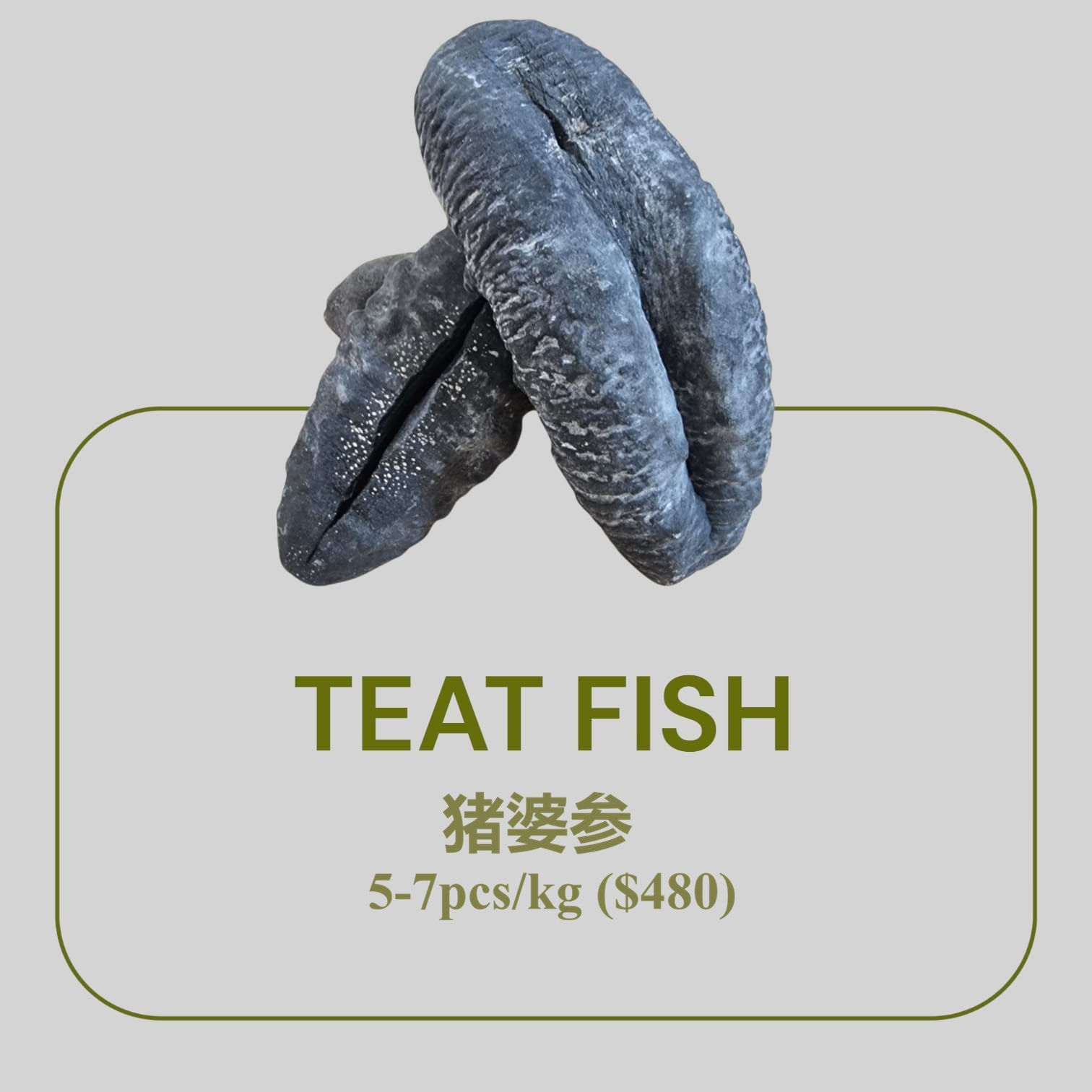 Teat Fish 猪婆参 (5-7pcs/kg)