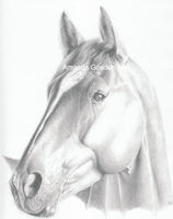 Horse pet portrait
pencil illustration on A4 card