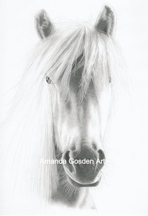 Horse pencil portrait on A4 card