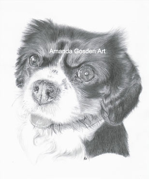 Spaniel pet portrait
pencil illustration on A4 card