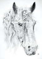 Pencil illustration on A4 card