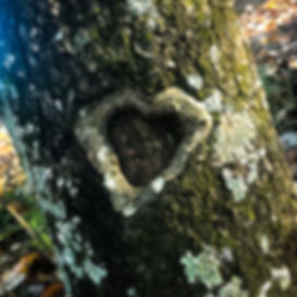 Heart on Tree Bark