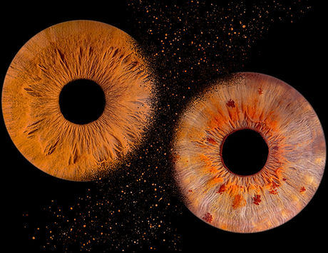 Photo de 2 iris réalisés lors d'une séance photo d'iris faite à domicile