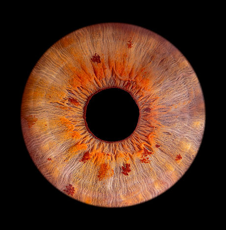 Photo d'un iris vert réalisé lors d'une séance photo d'iris à domicile. L'iris est sur fond noir
