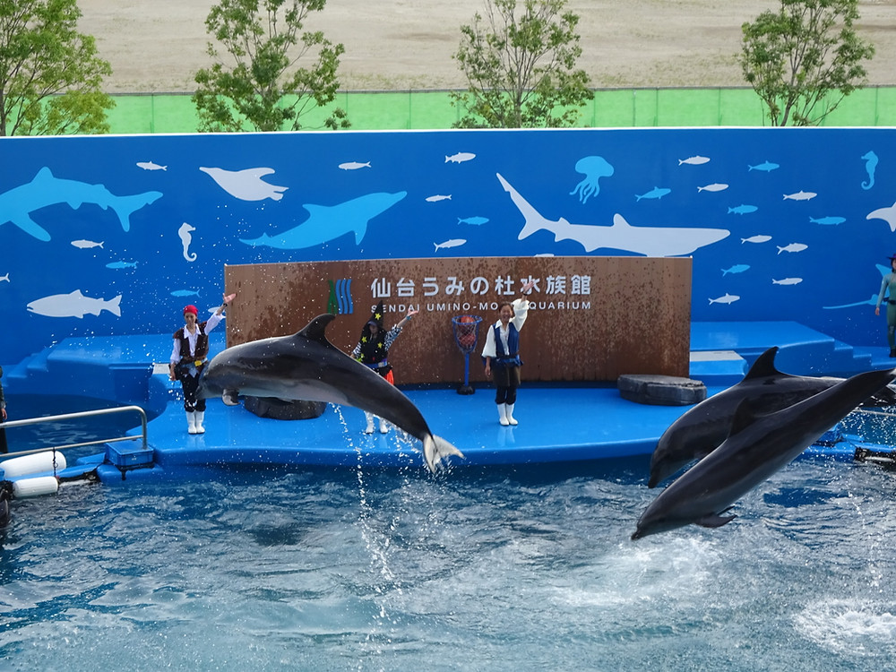仙台うみの水族館イルカアシカショー