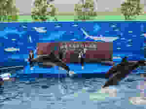 仙台うみの水族館イルカアシカショー