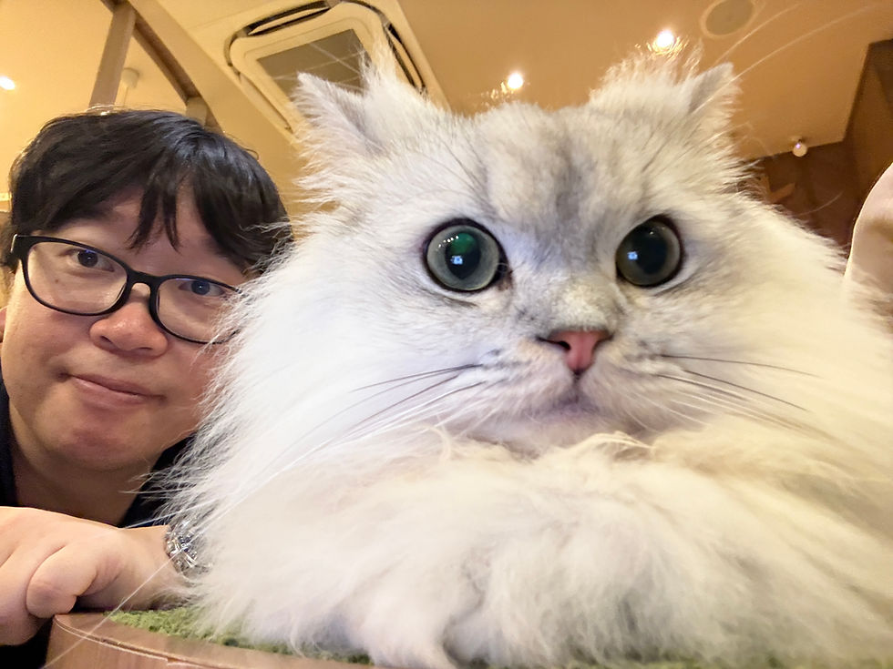 最近の癒し猫カフェ