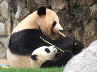 【様々な障害と疾患参加者含む白浜旅行実施に向けて】