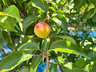 【梅収穫ワーケーション1日目】